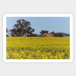 Canola Feild Sticker